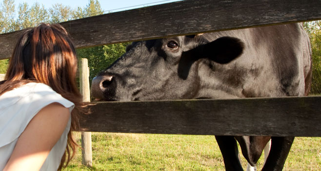 Bull